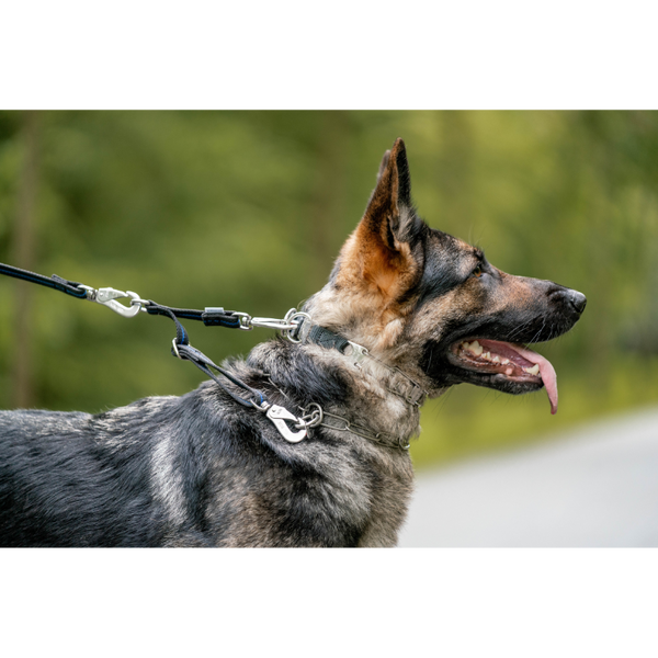 German Shepherd How To Put On Sprenger Prong Collar Herm Sprenger