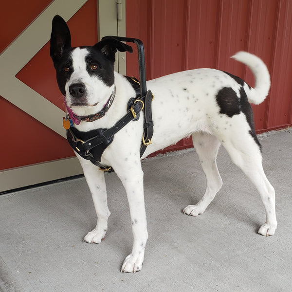 Dog Shoulder Harness: Unleash Ultimate Comfort & Control