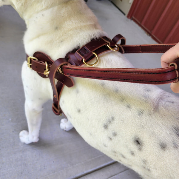 Leather Y-Front Guide Harness (Harness only) – Bridgeport K9 Equipment
