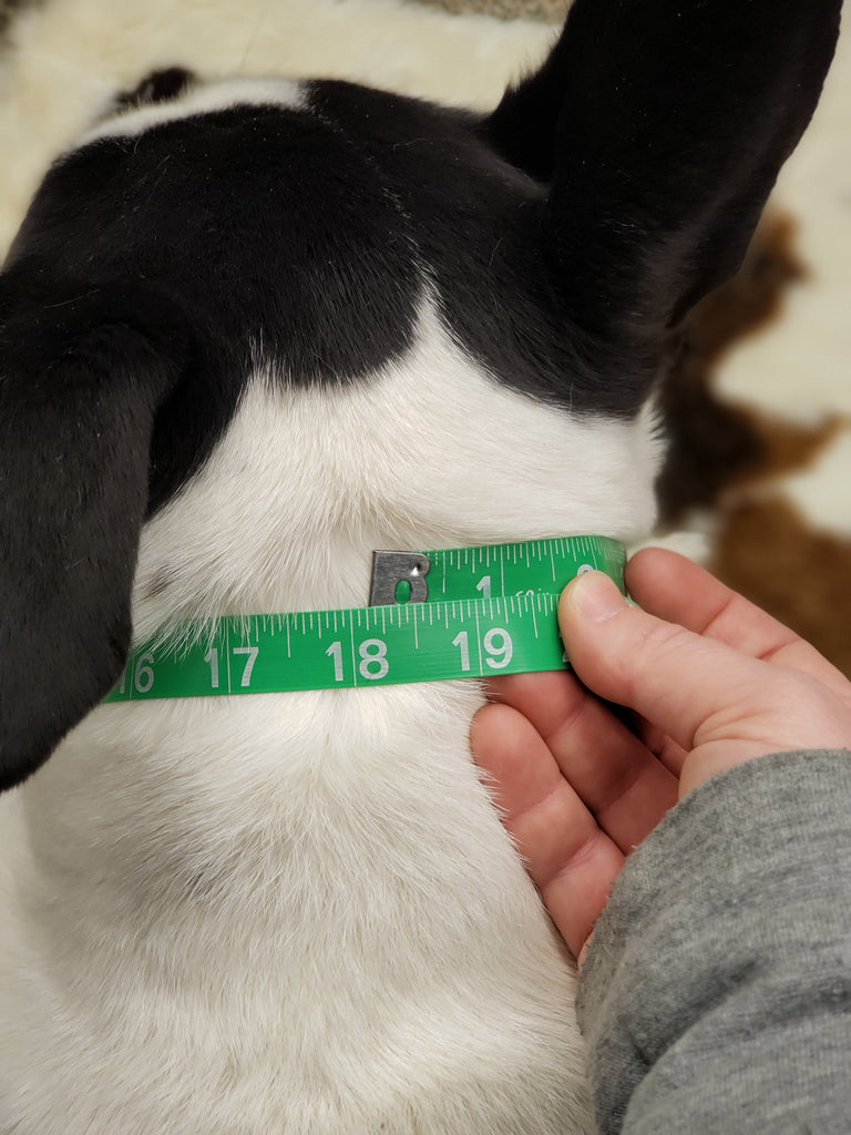Choosing a leather collar size!