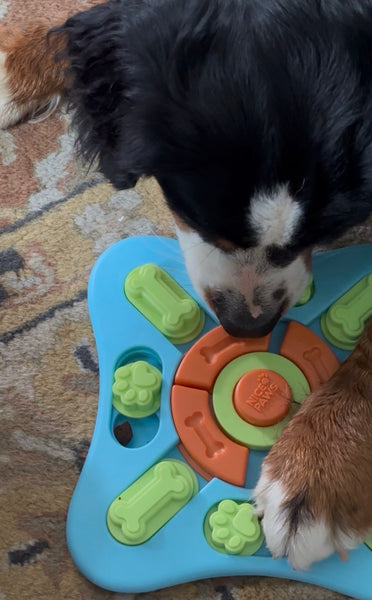 Nice Paws Slide N Squeak