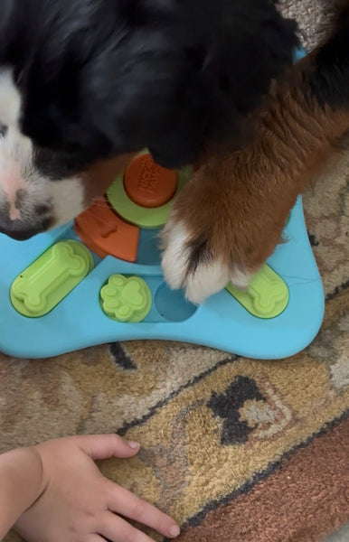 Nice Paws Slide N Squeak