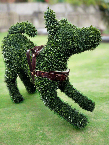 Topiary dog wearing a small straight front guide harness