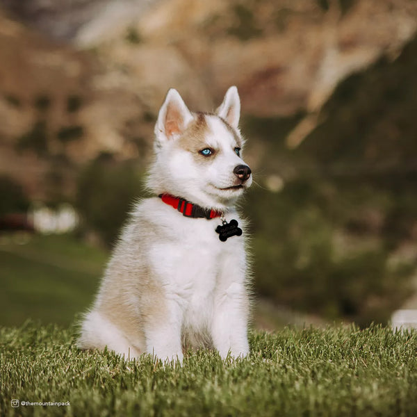 New Earth® Soy Adjustable Dog Collar