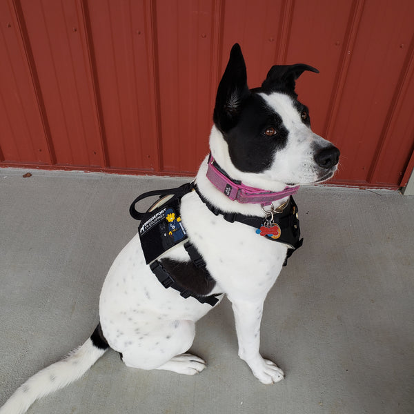 Nylon Assistance Harness with Velcro (Special order)
