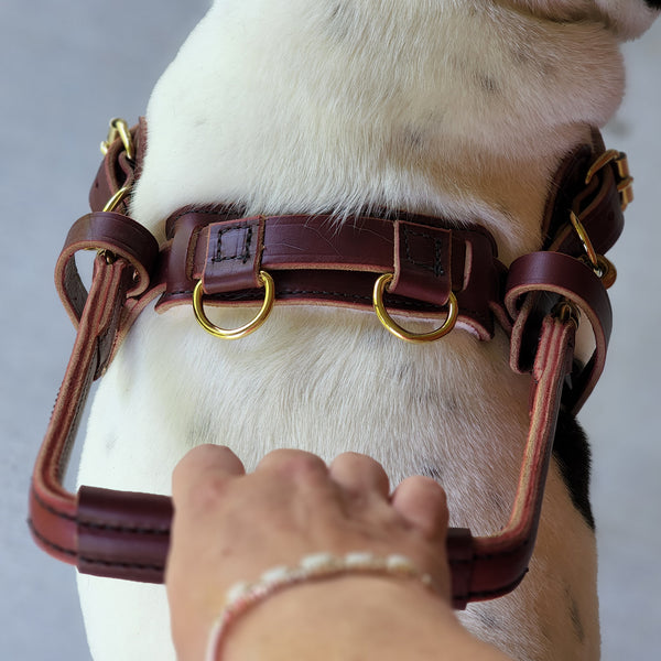 Guide Dog Julius K9 Service Dog Harness Julius K9 IDC Stealth