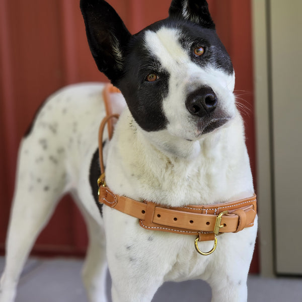 Guide Harness Straight Front Guide Harness (Handle sold separately) – Bridgeport K9 ...