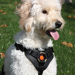 Lightweight Nylon and Leather Utility Harness
